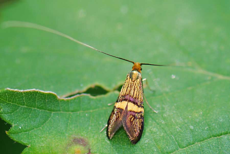 Microlepidottero da ID. : Adela croesella